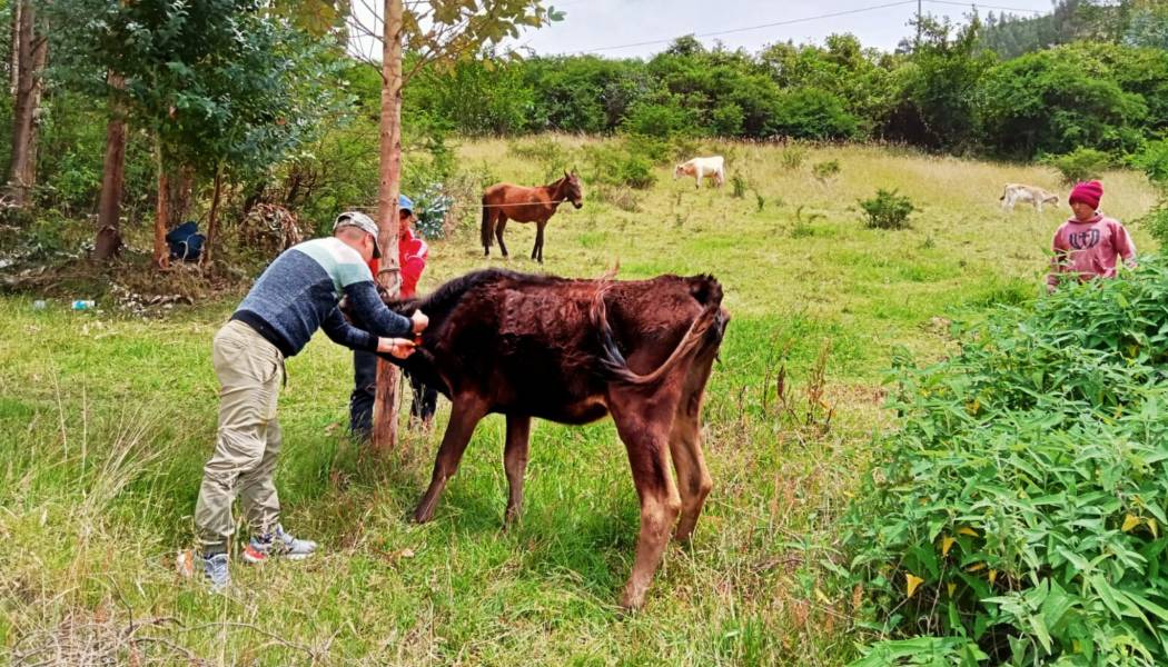 Desparasitación de ganado Vacuno y ovino en el caserío Huacascorral